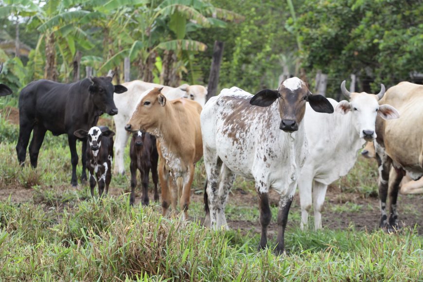 BOVINOCULTURA, Rebanhos livres da vacina contra a febre aftosa em Rondônia