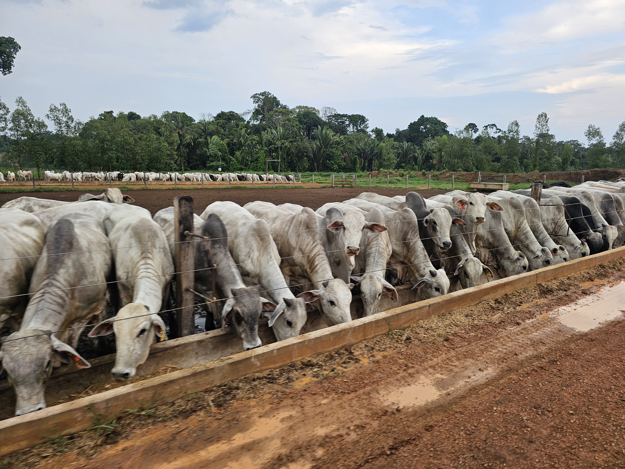 EQUILÍBRIO DE MERCADO: Decreto reduz ICMS e busca ampliar competitividade da pecuária de RO