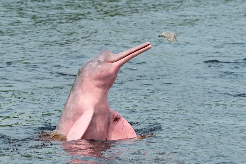 MEIO AMBIENTE: Boto cor-de-rosa está em risco de extinção, destaca ICMBio