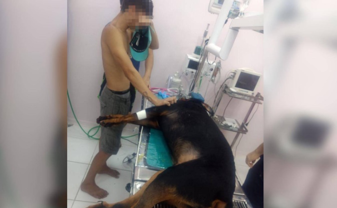 TRISTE: Abelhas africanas atacam e matam cachorro na Zona Leste