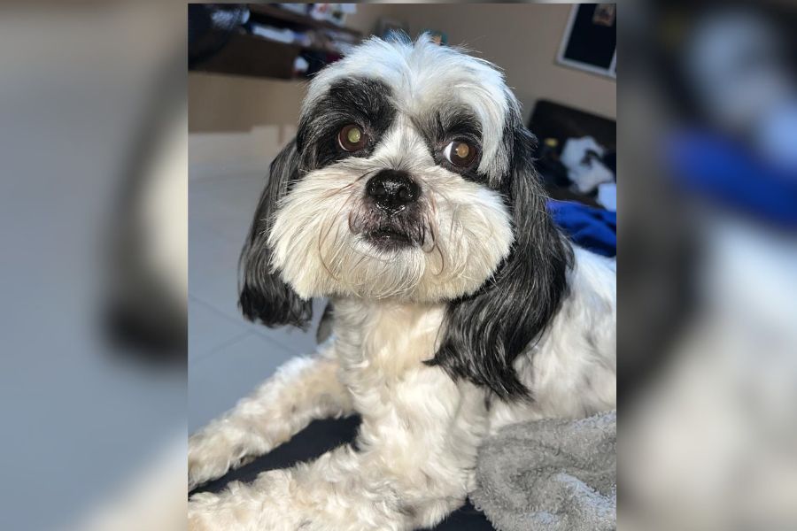 PROCURA-SE: Cachorrinha desaparece e família pede ajuda para encontrá-la