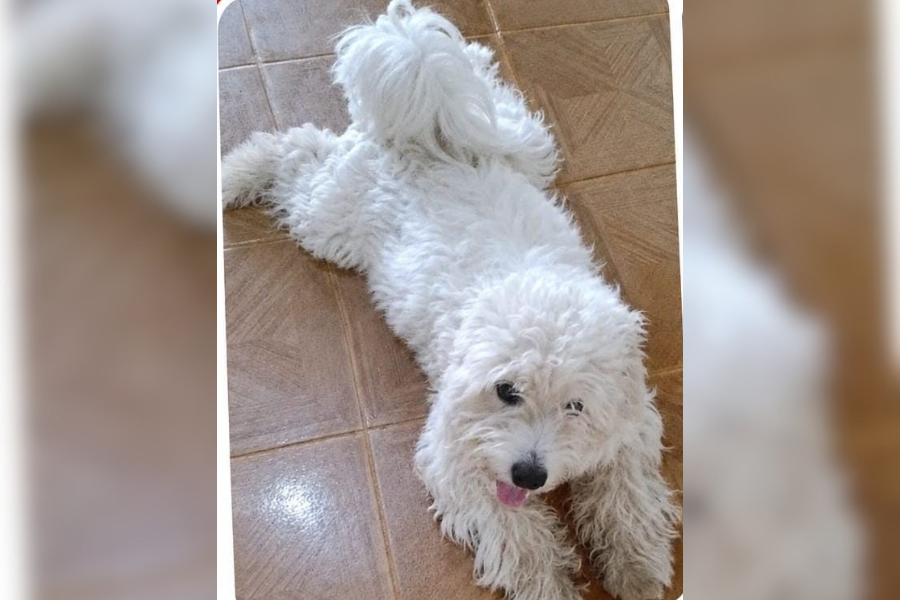 VOCÊ VIU?: Tutor busca por cachorro desaparecido em PVH 