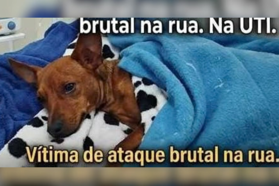 CAMPANHA SOLIDÁRIA: Ajude Zeus a voltar a andar após ataque