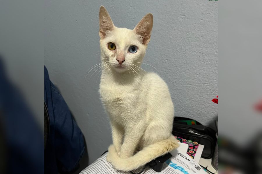 DESAPARECIDO: Família procura gatinho Atlas desaparecido em PVH