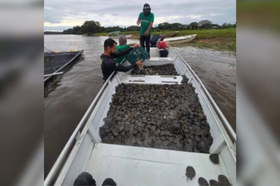 PARQUE ESTADUAL: Projeto ambiental resulta na soltura de 228 mil filhotes de tartaruga