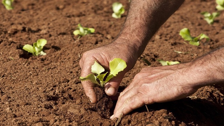 APOIO: Agricultura familiar terá crédito de R$ 39,4 bilhões