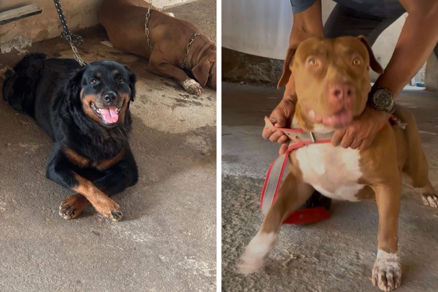 AU-AU: Cadelas das raças Rottweiler e Pitbull desaparecem no bairro Castanheira