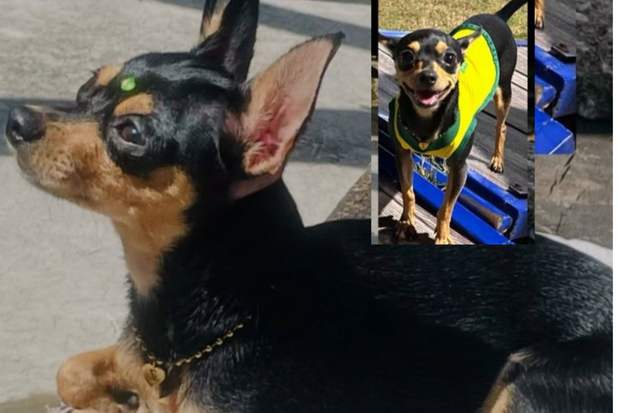RECOMPENSA: Pinscher de dois anos desaparece na região central de PVH