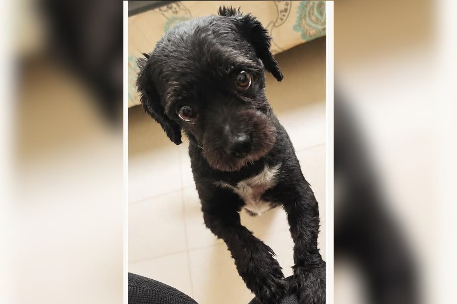 VOCÊ VIU?: Cão atropelado foge no São João Bosco 