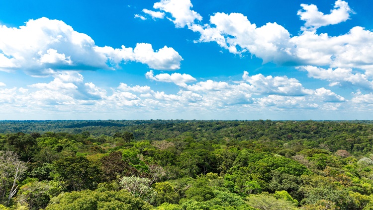 PERIGO: Quase 40% das plantas estão ameaçadas de extinção, mostra pesquisa