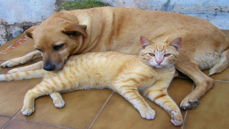 NOVA BRASILÂNDIA D'OESTE: Vacinação contra raiva animal acontecerá dia 03 de outubro