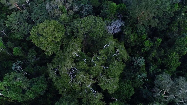 MEIO AMBIENTE: Brasil lança programa de incentivo à preservação ambiental