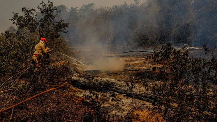 RECUPERAÇÃO: Senadores ouvem especialistas para elaborar Estatuto do Pantanal