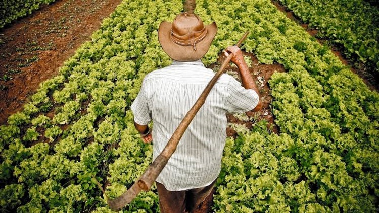 GARANTIA-SAFRA: Pagamento é autorizado para mais de 13 mil agricultores familiares