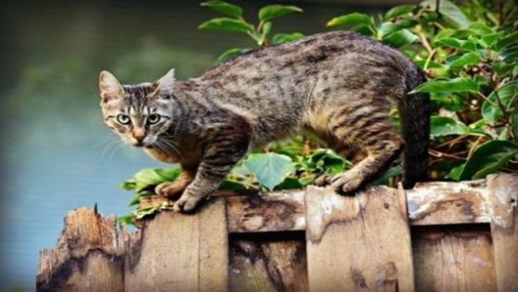 CONTAMINADA: Gata morre diagnosticada com Covid-19 após tutores contraírem vírus