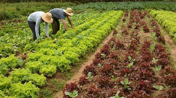 COMERCIALIZAÇÃO: Investimento na agricultura familiar de Rondônia supera R$ 4 milhões