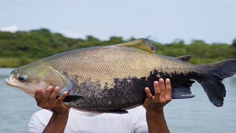 TAMBAQUI DA AMAZÔNIA: Mais de 6 mil quilos de peixe foram assados na 4ª edição do Festival