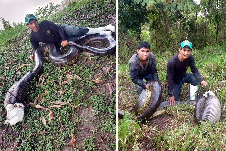 ANACONDA: Sucuri de 6 metros e capturada após devorar animais em propriedade rural