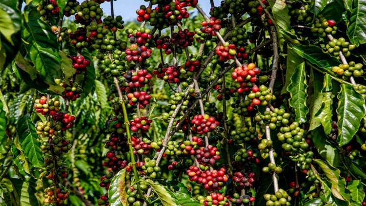 CONCAFÉ:  Inscrições abertas para o maior concurso de café do Brasil