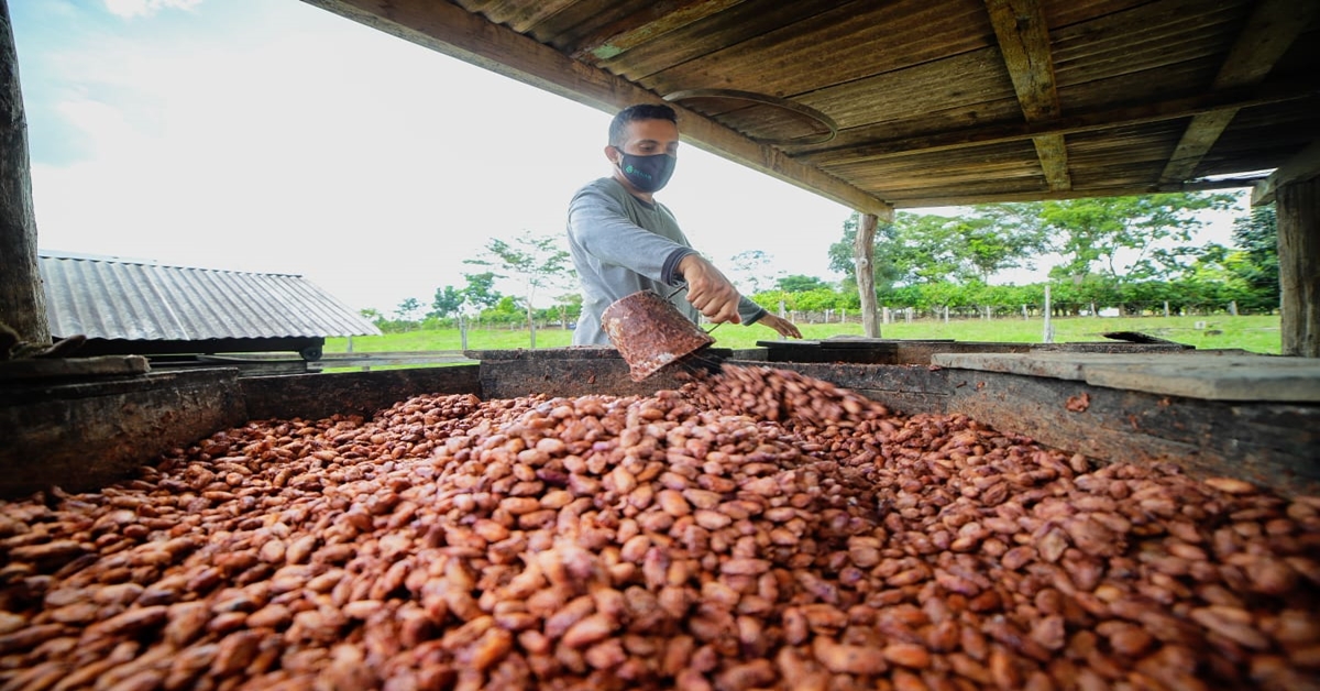 CACAUICULTURA: Sebrae está no Concacau e apresenta projeto Cacau Sustentável