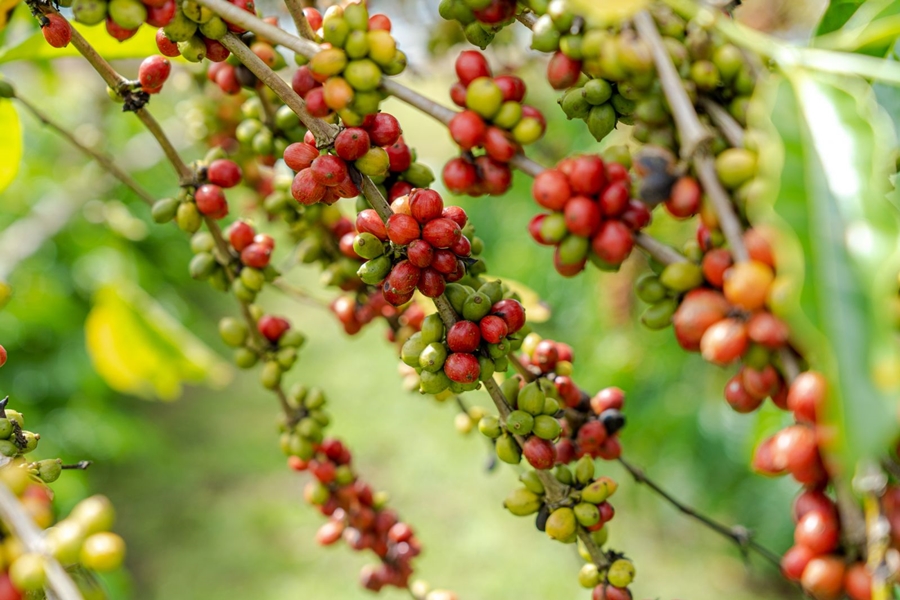 INTERIOR: Produtores rurais vão participar do Dia de Campo do Café