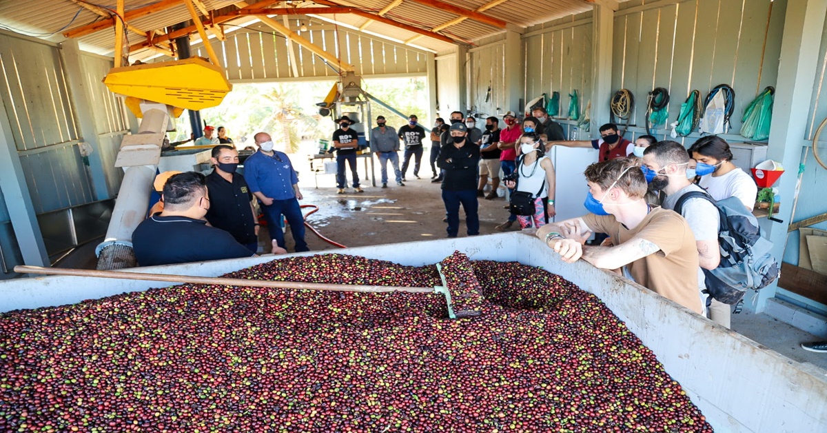 CAFEICULTURA: Sebrae apresenta IG Matas de Rondônia no Concafé deste ano