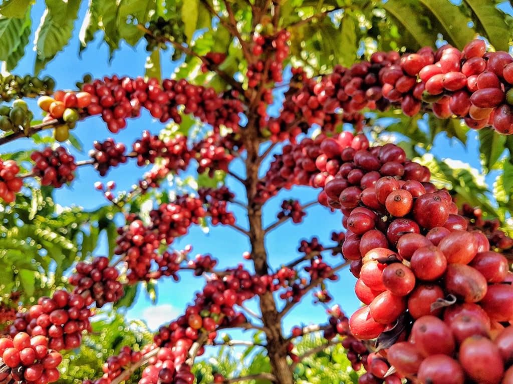 AMAZÔNIA: Programa pioneiro reúne pesquisa e setor produtivo no melhoramento de café