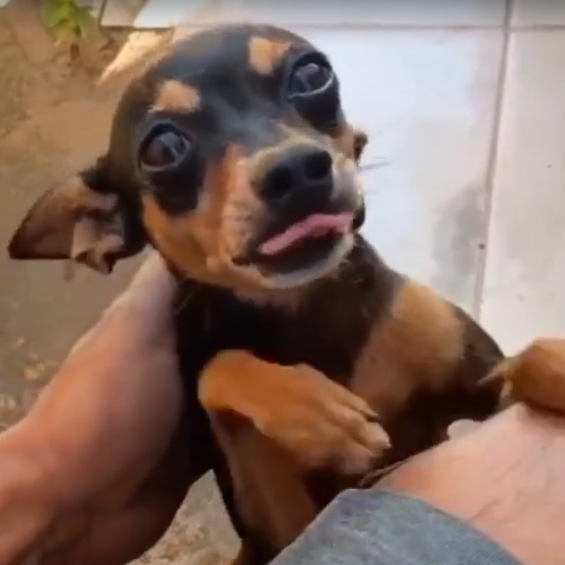 AU-AU: ‘Chororó’ desaparece e família mobiliza busca na zona Leste