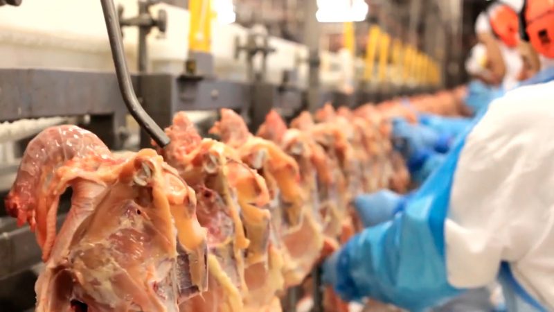 PERIGO: Vetado na Europa, frango contaminado por salmonela é revendido no Brasil