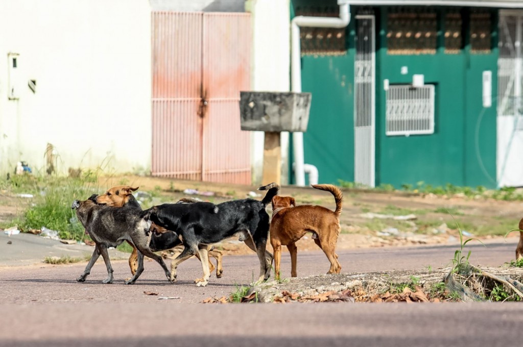 EM PORTO VELHO: Castração de cães e gatos tem preços acessíveis ou pode ser conseguida de graça