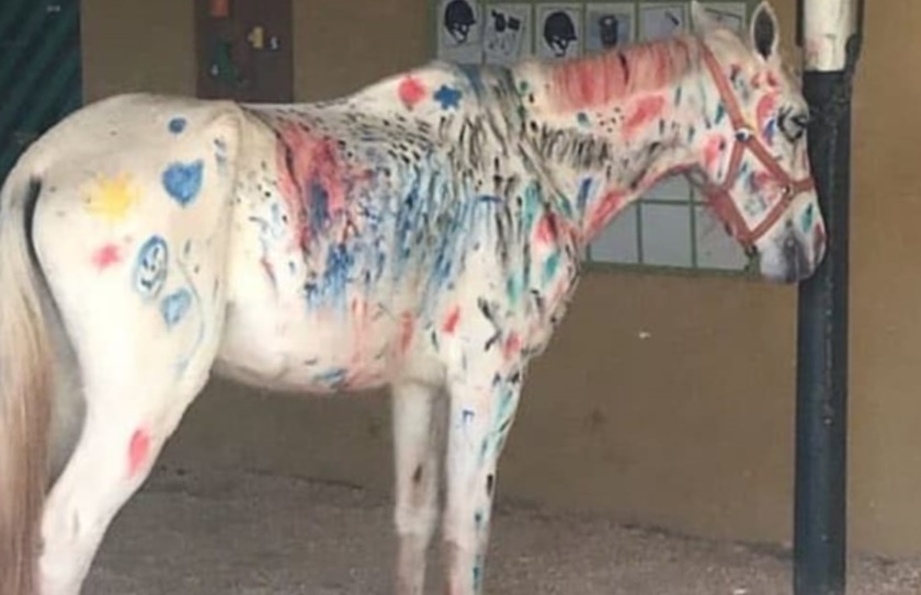 FOTO: Comissão da OAB-DF vai denunciar caso de cavalo pintado à polícia