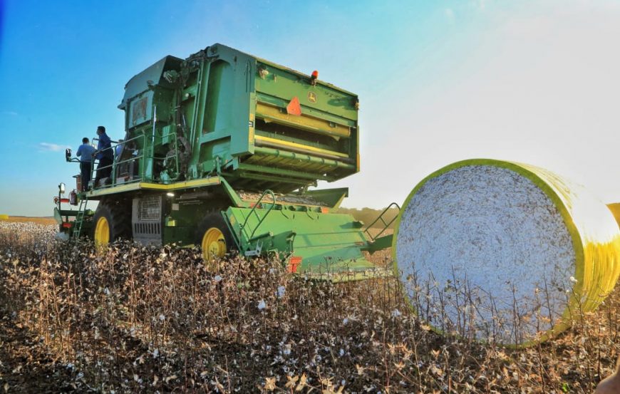 PRODUÇÃO: Rondônia começa a colheita de algodão e cultura já ocupa cerca de 11 mil hectares