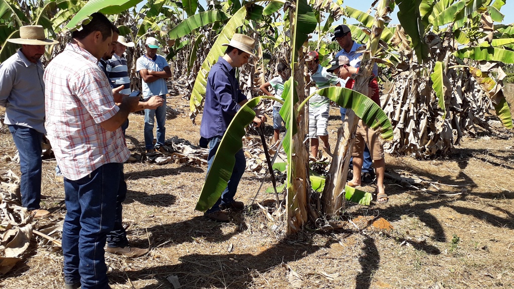 EM RONDÔNIA: Embrapa estimula a elevação do padrão tecnológico da produção de banana