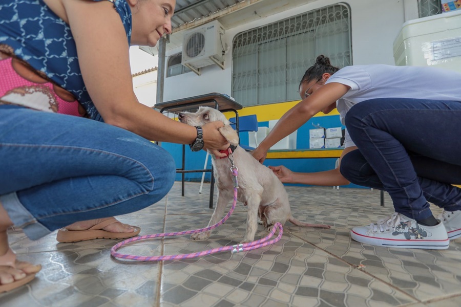 PETS: Mutirão de vacinação antirrábica será realizado em Extrema e Nova Califórnia