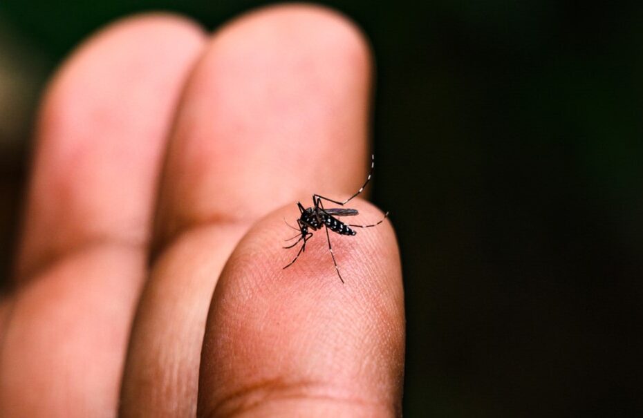 PREVENÇÃO: Brasil lidera casos de dengue com 6,3 milhões de possíveis infectados
