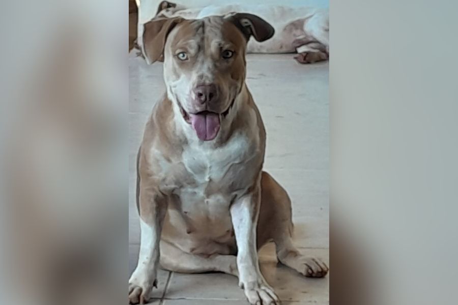 PROCURA-SE: Tutora busca por cadela desaparecida no Lagoa Azul