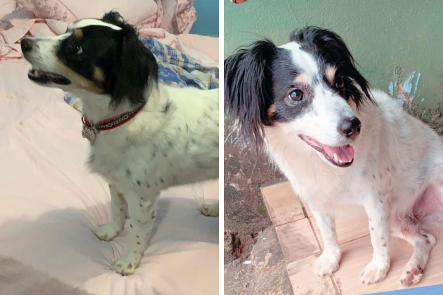 ‘HUDY’: Tutora procura por cachorrinho idoso desaparecido no bairro Pantanal