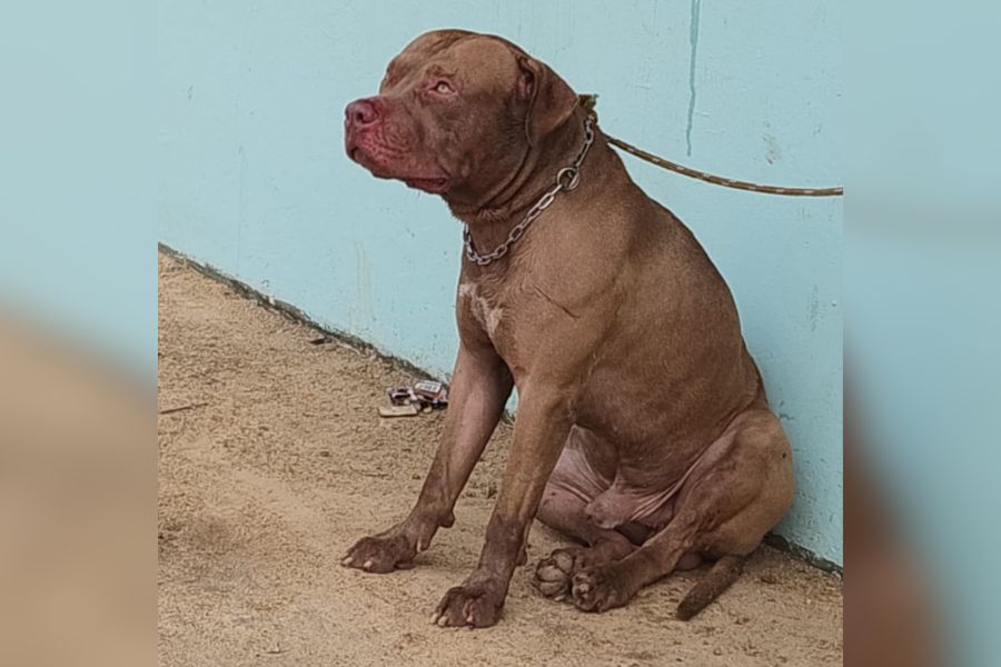 ATAQUE: Pitbull invade casa e ataca cachorro de estimação na zona sul de Porto Velho