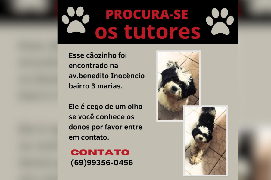 UTILIDADE PÚBLICA: Leitor busca por tutor de shih-tzu cego em Porto Velho