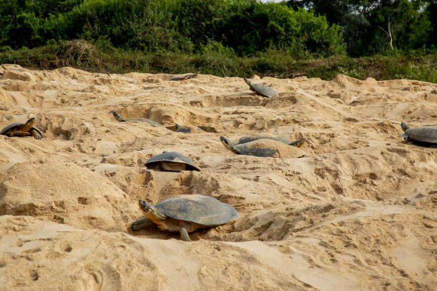 RIO GUAPORÉ: Eclosão de tartarugas ocorre em dezembro; fiscalização atua na região