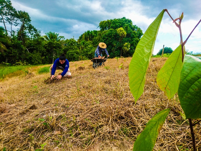 PATROCÍNIO PETROBRAS: Projetos protegem 3,9 milhões de hectares de florestas em MT, RO e AM