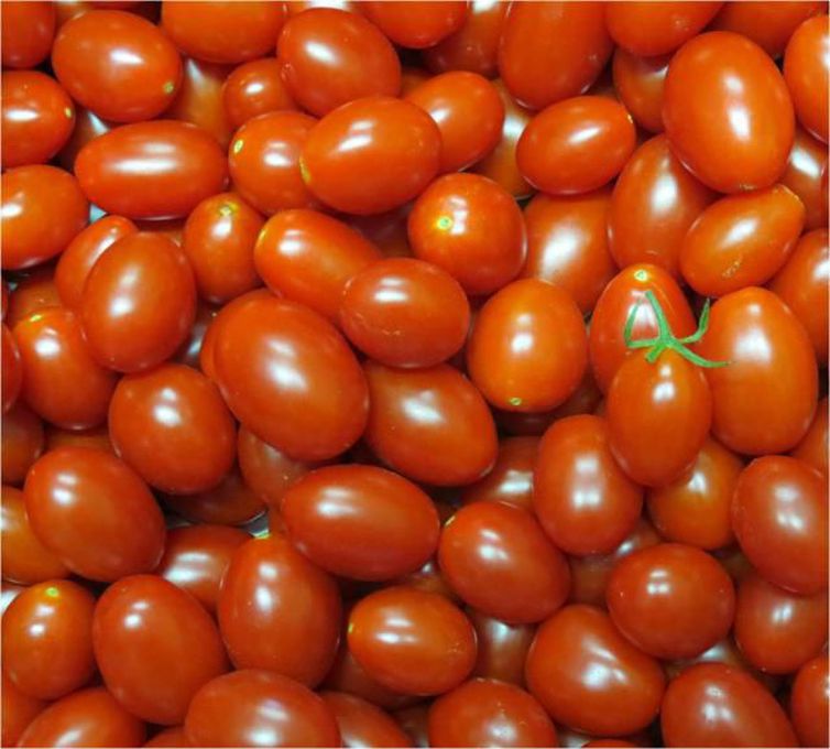 VITAMINA: Embrapa cria tomates mais nutritivos e com maior produtividade