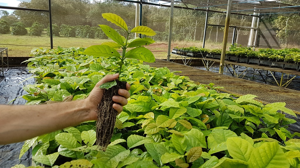 CAFÉ: Embrapa seleciona viveiristas para produção e comercialização de mudas