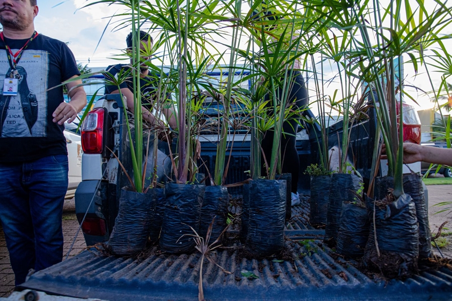 MEIO AMBIENTE: Prefeitura vai plantar 25 mil árvores de diferentes espécies até o final do ano