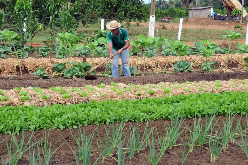MERENDA: Abertas chamadas públicas para fortalecimento da agricultura familiar