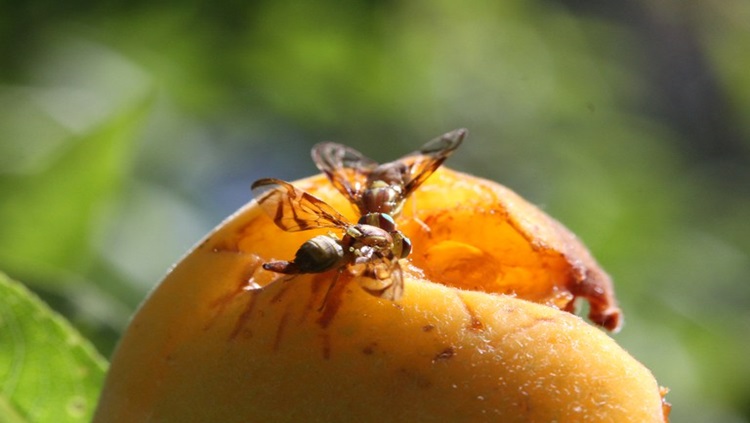 NAS FRUTAS: Fruticultura brasileira ganha mais um aliado no combate à moscas