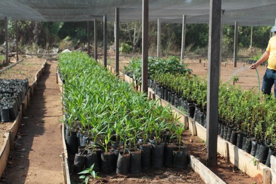 Mudas de café em Rondônia estão livres de nematoide, garante Agência Idaron