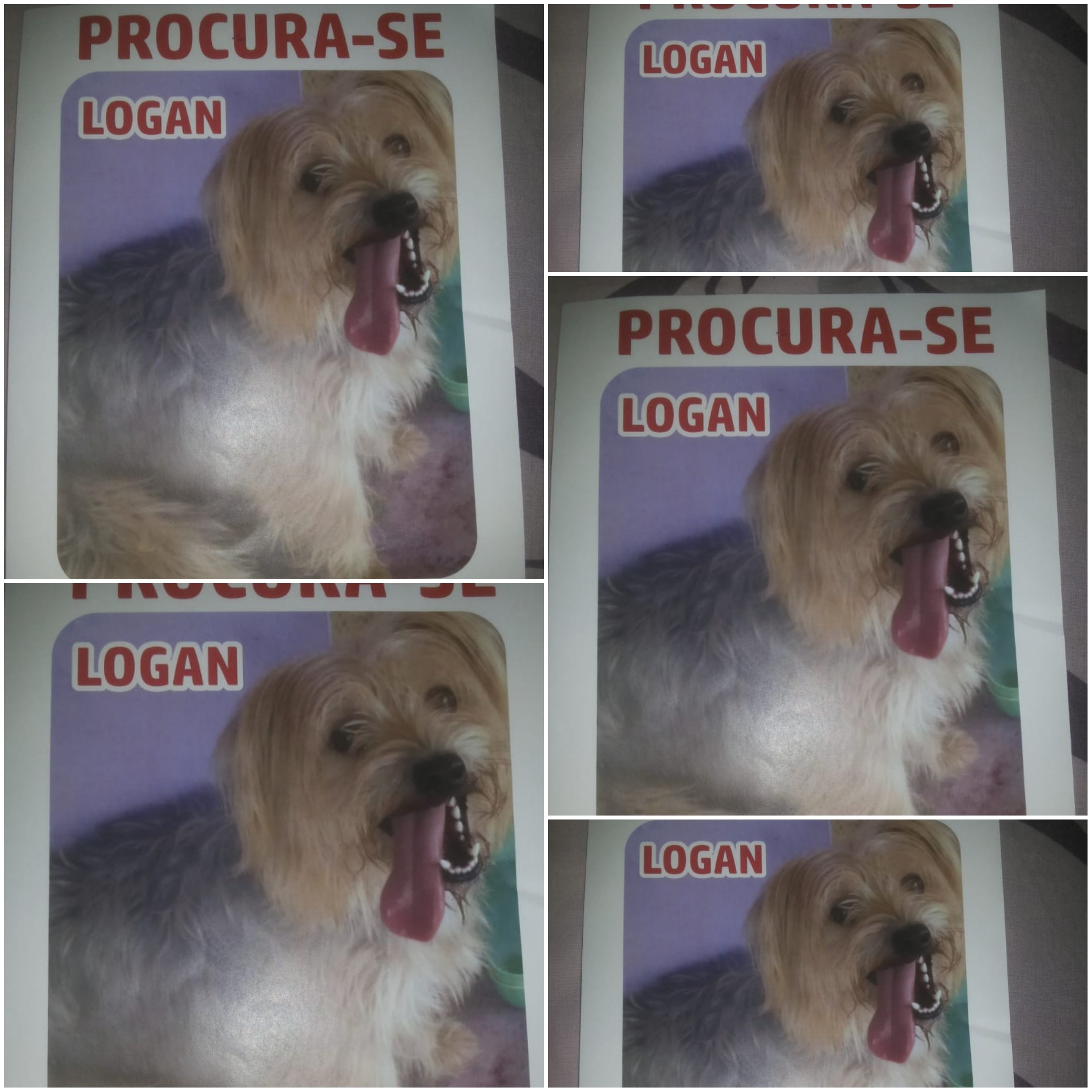 PROCURA - SE: Cão desaparecido de residência na zona Sul de Porto Velho