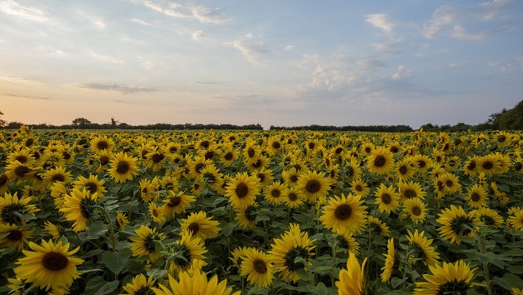 NO BRASIL: Zoneamento agrícola de risco climático para girassol é atualizado