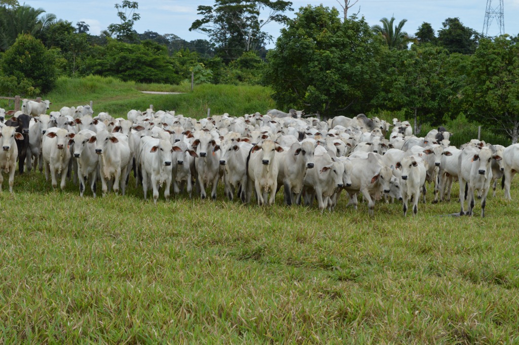 AGRO: Ministério reconhece Rondônia como livre de Febre Aftosa sem vacinação